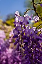 Gartenmesse Bamberg 25.4.11 (58 von 59).webp