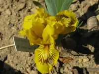 IMG_gelb braune adern_1067x800.webp