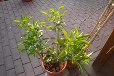 25.webp