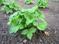 erdbeere.webp