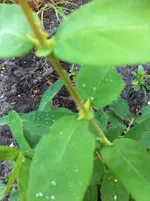 garten ostern 013.webp