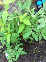 garten ostern 015.webp