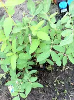 garten ostern 016.webp