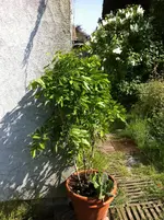 der trauriege  neuanfang  citrus 2011 012.webp
