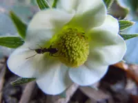Ameise109.webp