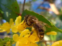 Biene147.webp