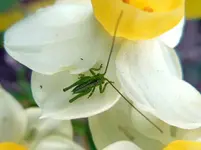 Grashüpfer103.webp