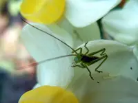 Grashüpfer116.webp
