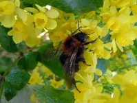 Hummel005.webp