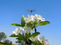 Schweber auf Birnenblüte182.webp