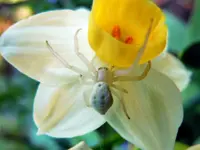 Spinne weiß026.webp