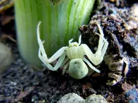 Spinne weiß051.webp
