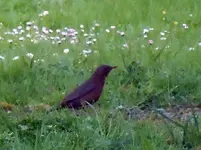 Amsel122_2.webp