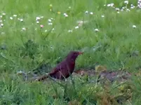 Amsel123.webp