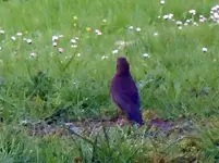 Amsel125.webp