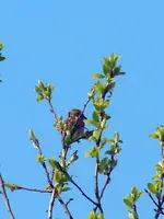 Spatz029.webp