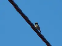 Spatz030.webp