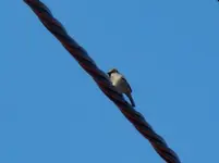 Spatz031.webp