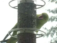 IMGP1682.webp