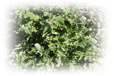 Der Mohn hat schon Knospen!.webp