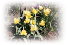 gelbe Tulpen.webp