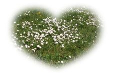 Gänseblümchen.webp