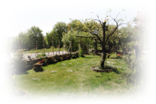 Wiese.webp