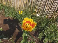 HPIM6348.webp