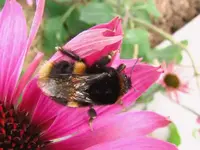 IMG_2700v.webp