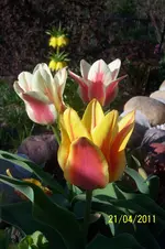 100_2788.webp