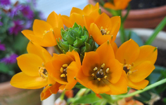 Blume 2.webp