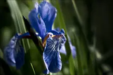 Blume 10.webp