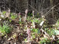 wald.webp