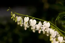 Blüten und Enten 26.4.11 40D (3 von 24).webp
