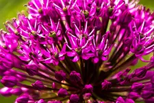 Blüten und Enten 26.4.11 40D (20 von 24).webp