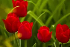 Blüten und Enten 26.4.11 (30 von 33).webp