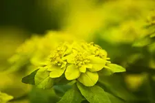 Blüten und Enten 26.4.11 (20 von 33).webp