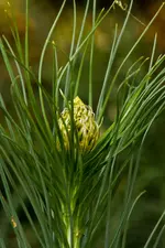 Blüten und Enten 26.4.11 40D (13 von 24).webp