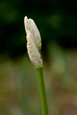 Blüten und Enten 26.4.11 40D (14 von 24).webp