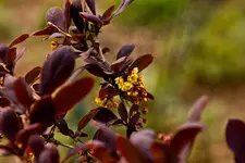 Blüten und Enten 26.4.11 40D (19 von 24).webp