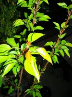 obstbaum1.webp