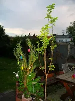 Obstbaum2.webp