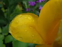 Wassertropfen118.webp