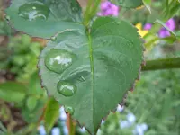 Wassertropfen116.webp