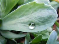 Wassertropfen117.webp