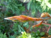 Entfaltung056.webp