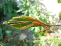 Entfaltung057.webp
