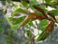 Entfaltung058.webp