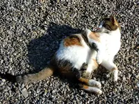 Mieze079.webp