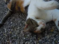 Mieze080.webp
